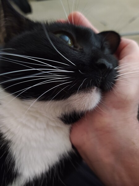 Entry image for Oculus. Clicking this image will show a larger photo