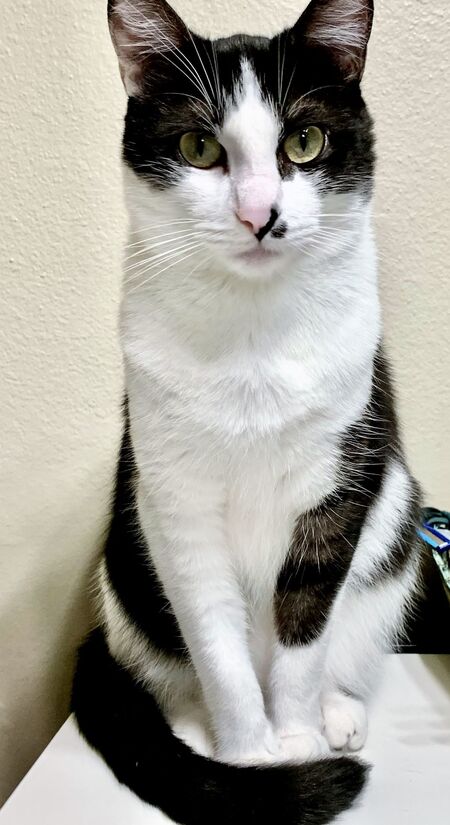 Entry image for Elmo. Clicking this image will show a larger photo