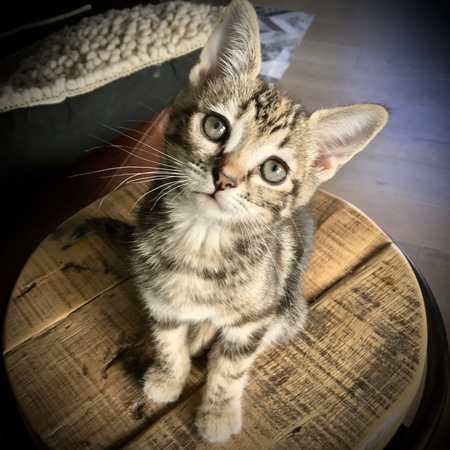 Entry image for Honey May. Clicking this image will show a larger photo