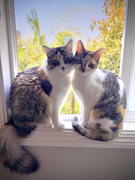 Entry image for Mia & Zoe. Clicking this image will show a larger photo