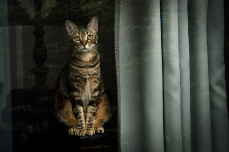 Entry image for Honey May. Clicking this image will show a larger photo