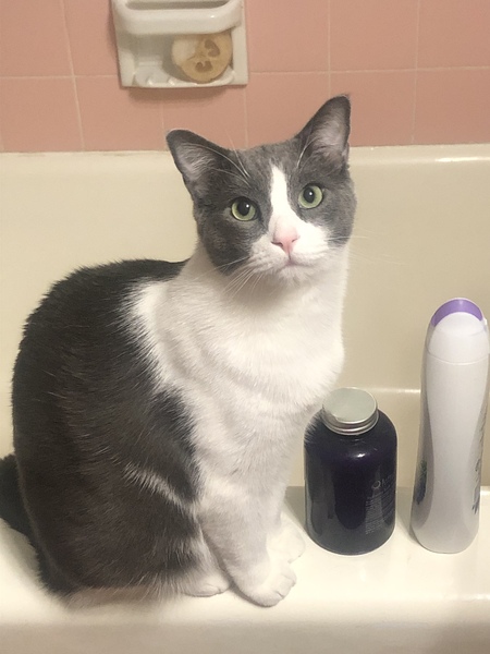 Entry image for Oliver. Clicking this image will show a larger photo