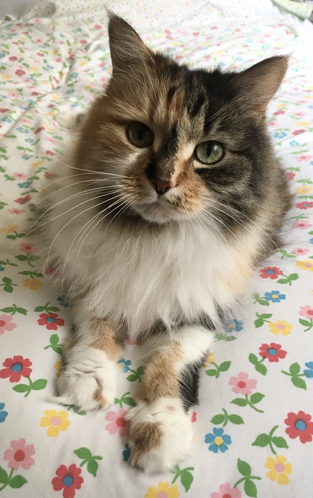 Entry image for Ellie May. Clicking this image will show a larger photo