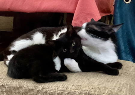 Entry image for Maxie. Clicking this image will show a larger photo