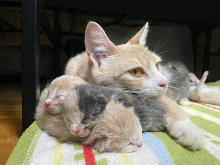 Entry image for Buttercup And Her Kittens. Clicking this image will show a larger photo