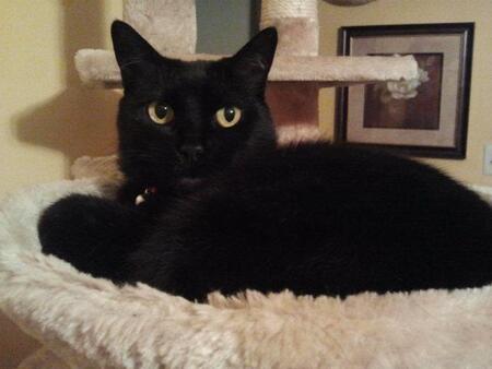 Entry image for Houdini. Clicking this image will show a larger photo