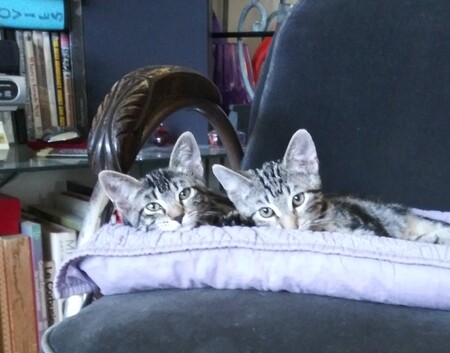 Entry image for Little Bigfoots and Squeakers. Clicking this image will show a larger photo