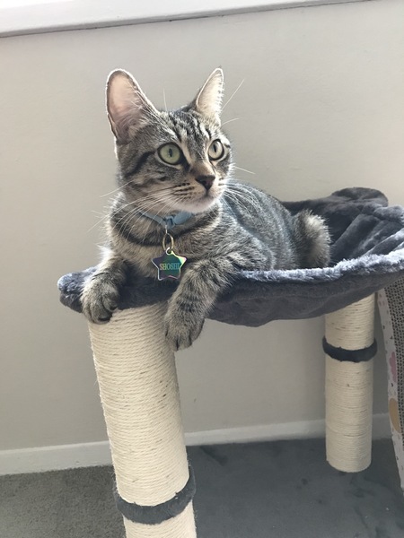 Entry image for Shoshi. Clicking this image will show a larger photo