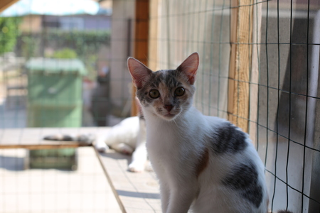 Entry image for Maggie. Clicking this image will show a larger photo