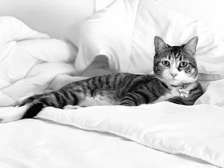 Entry image for Marvel. Clicking this image will show a larger photo