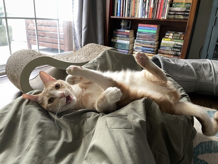 Entry image for Hamilton. Clicking this image will show a larger photo