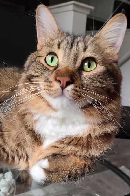 Entry image for WATSON . Clicking this image will show a larger photo