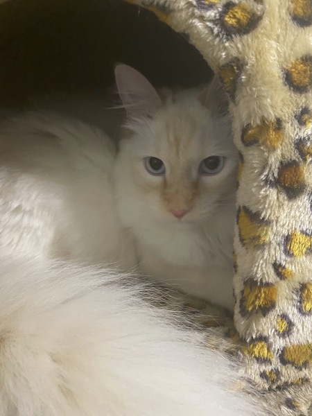 Entry image for Sir Marz Mallow. Clicking this image will show a larger photo