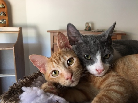 Entry image for Shasta and Shiloh. Clicking this image will show a larger photo