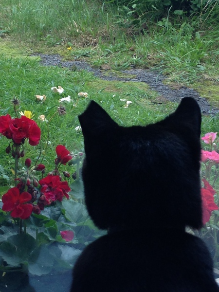 Entry image for Merlin. Clicking this image will show a larger photo