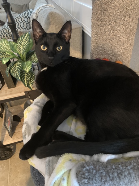 Entry image for Bynx aka Mr. Big. Clicking this image will show a larger photo