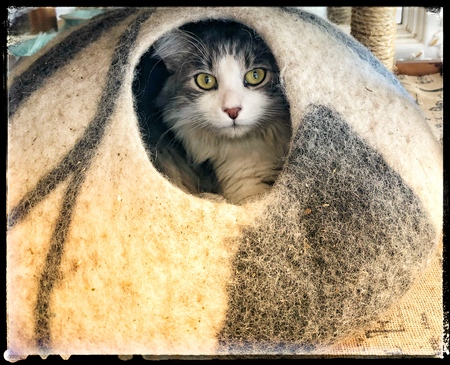 Entry image for Boo. Clicking this image will show a larger photo