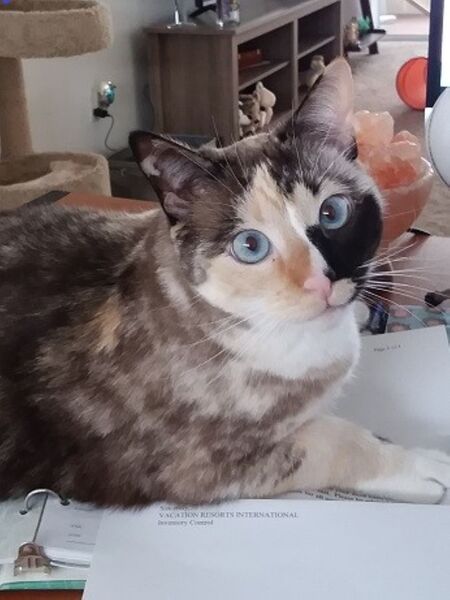 Entry image for Maisie. Clicking this image will show a larger photo