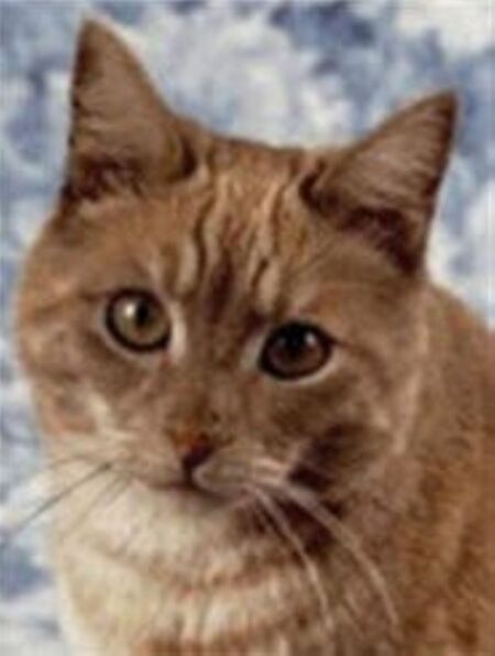 Entry image for Dusty. Clicking this image will show a larger photo