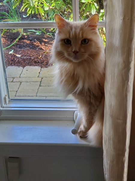 Entry image for Pumpkin . Clicking this image will show a larger photo