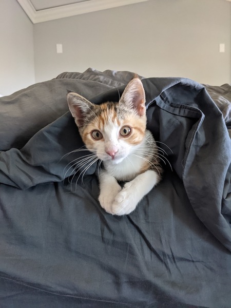 Entry image for Evie  AKA: Evie Boo Boos. Clicking this image will show a larger photo