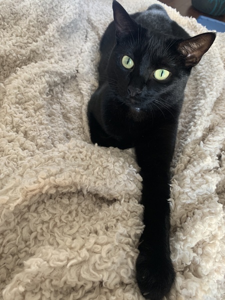 Entry image for Lila the Luck Kitty . Clicking this image will show a larger photo