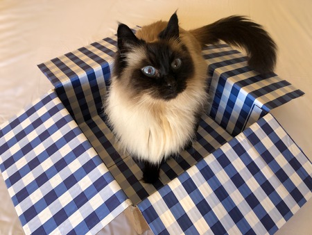 Entry image for Snuggles. Clicking this image will show a larger photo