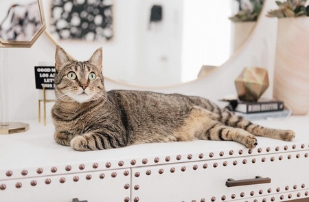 Entry image for Gemma . Clicking this image will show a larger photo