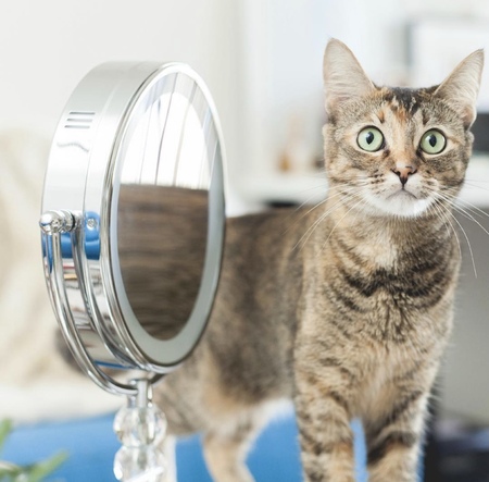 Entry image for Gea. Clicking this image will show a larger photo