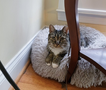 Entry image for Stripes. Clicking this image will show a larger photo