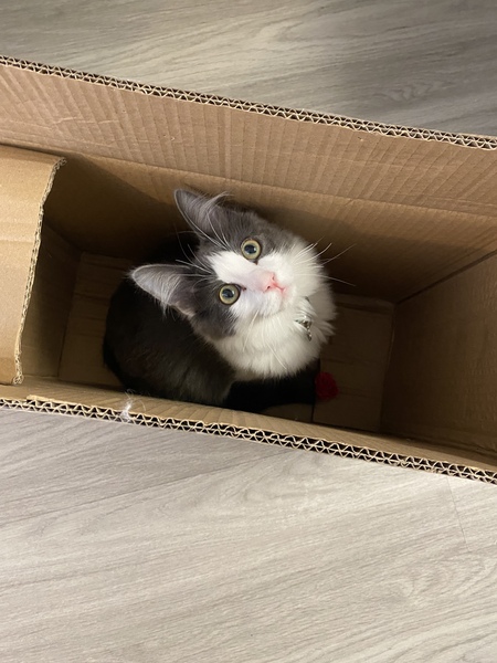 Entry image for Gizmo. Clicking this image will show a larger photo