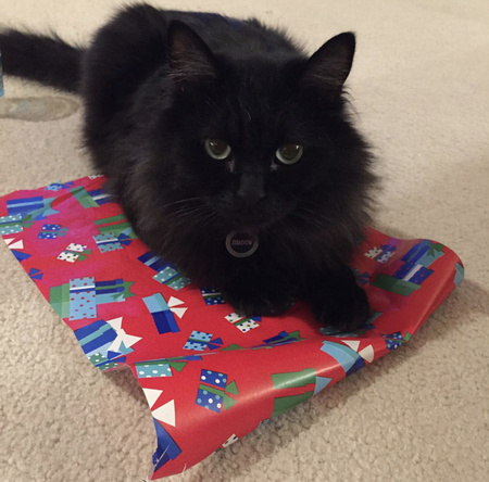 Entry image for Shadow. Clicking this image will show a larger photo