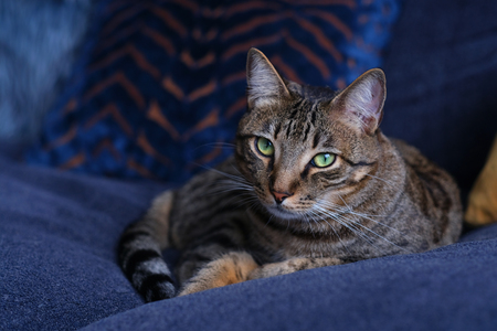 Entry image for Winston. Clicking this image will show a larger photo