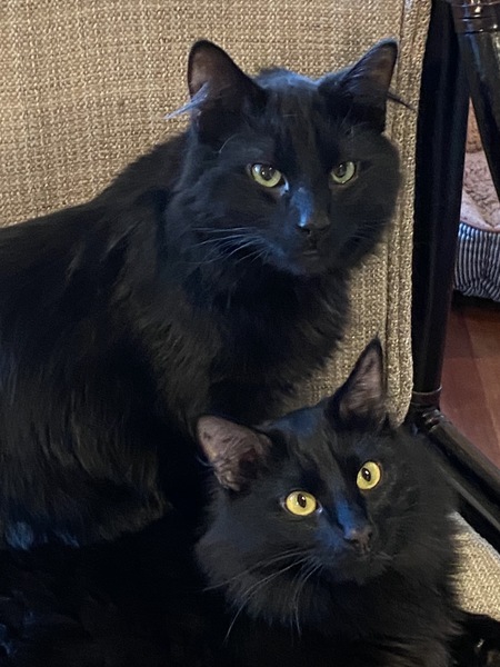 Entry image for Duncan and Dusty. Clicking this image will show a larger photo