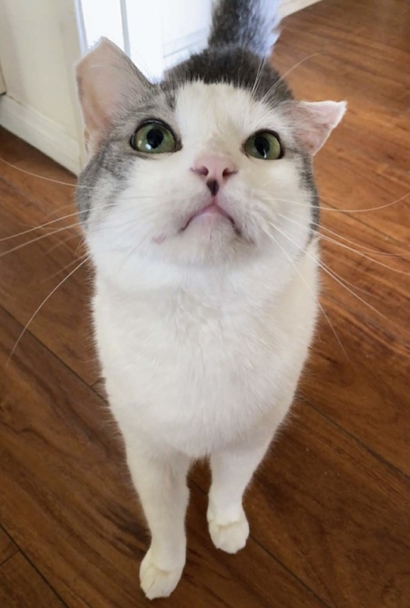 Entry image for Little Sir. Clicking this image will show a larger photo