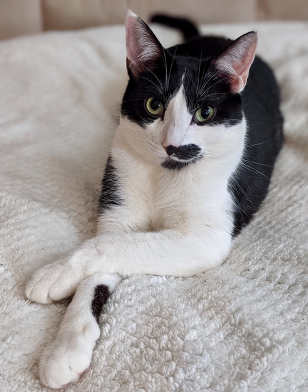 Entry image for Mustacheo. Clicking this image will show a larger photo