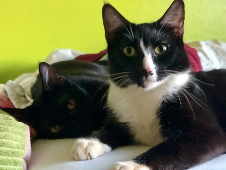 Entry image for Black Star & Tuxedo. Clicking this image will show a larger photo