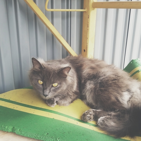 Entry image for Wolfie. Clicking this image will show a larger photo