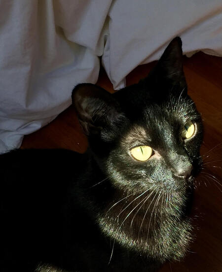 Entry image for Finnegan. Clicking this image will show a larger photo