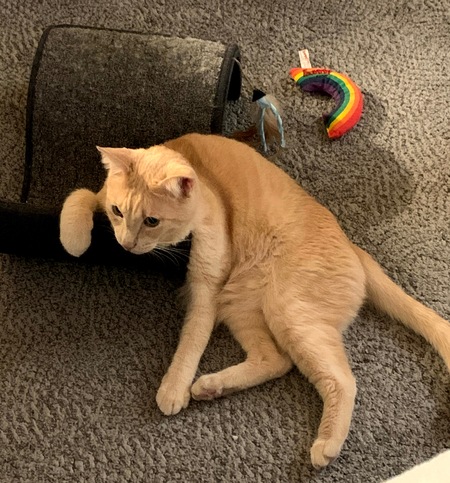 Entry image for Sir YowlsALot. Clicking this image will show a larger photo