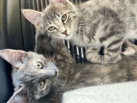 Entry image for Finch and Nara. Clicking this image will show a larger photo