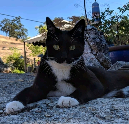 Entry image for Tesla. Clicking this image will show a larger photo