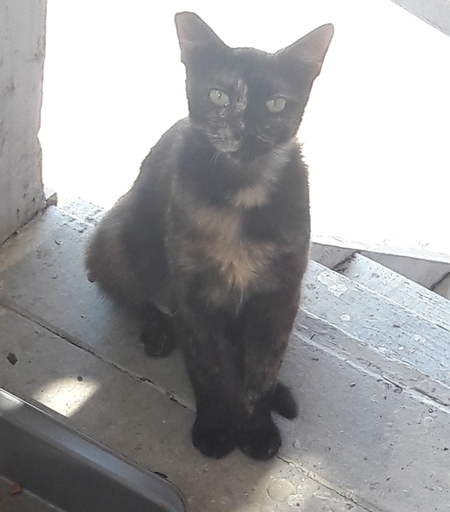 Entry image for Slim Black. Clicking this image will show a larger photo