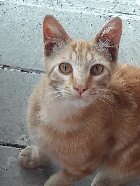 Entry image for Orangesickle. Clicking this image will show a larger photo