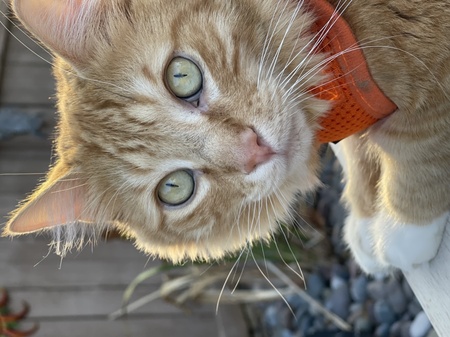 Entry image for Motley. Clicking this image will show a larger photo