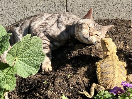 Entry image for Buddy & Rexx. Clicking this image will show a larger photo