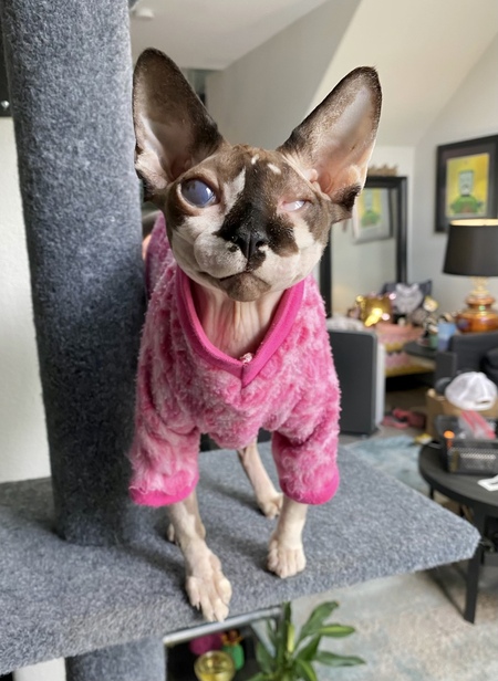 Entry image for Gracie. Clicking this image will show a larger photo