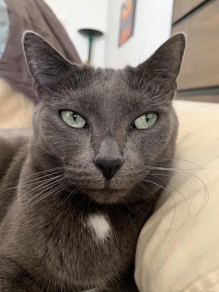 Entry image for Pearl. Clicking this image will show a larger photo