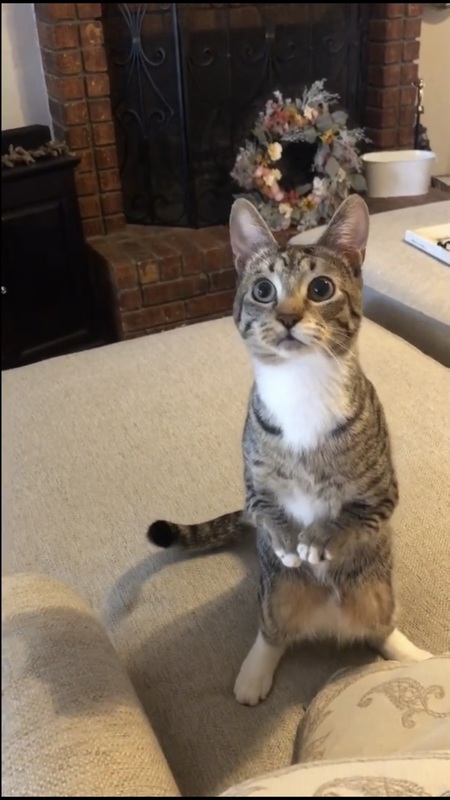 Entry image for Toad. Clicking this image will show a larger photo