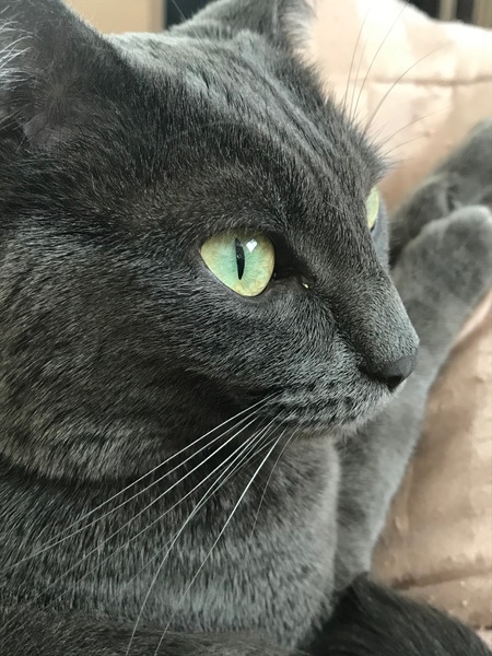 Entry image for Molly. Clicking this image will show a larger photo